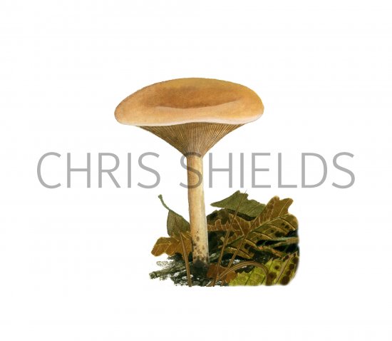Illustration of Lepista flaccida (Tawny Funnel) (#3986)