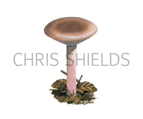 Illustration of Lepista nuda (Wood Blewit) (#3992)