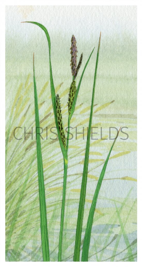 Illustration of Lesser Pond Sedge (Carex Acutiformis) (#4386)