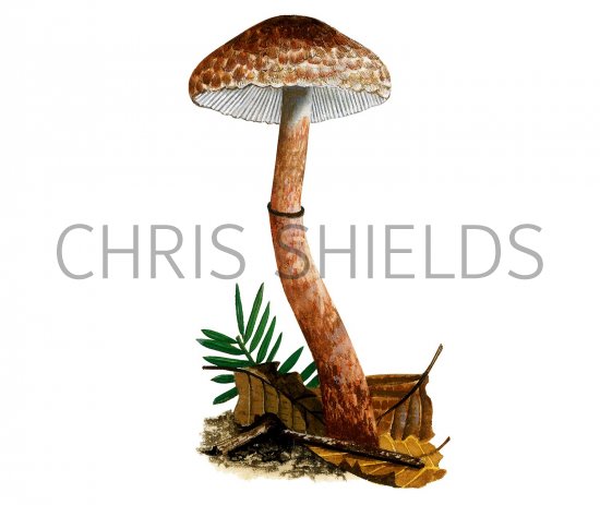 Illustration of Leucoagaricus croceovelutinus (#3524)