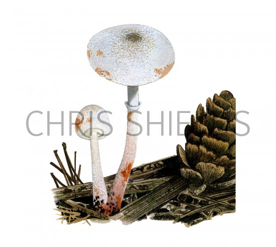 Illustration of Leucoagaricus georginae (#3523)