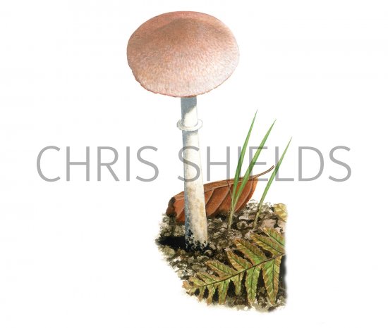 Illustration of Leucoagaricus sublittoralis (#3520)