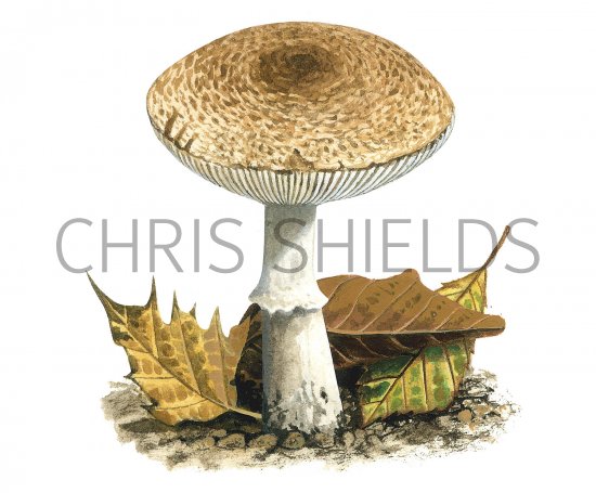 Illustration of Leucoagaricus wichanski (#3516)