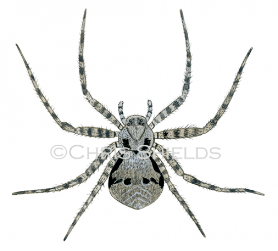 Illustration of Lichen Running Spider(Philodromus margaritatus) (#2963)