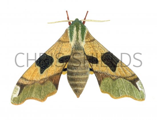 Illustration of Lime Hawk Moth (Mimas tiliae) (#1246)