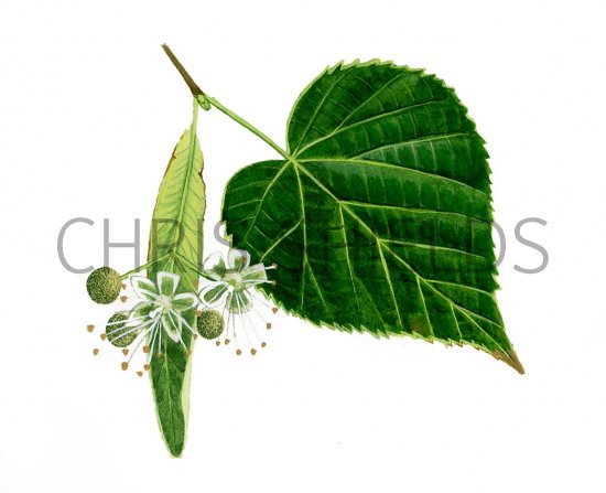 Illustration of Small Leaved Lime   leaves & flowers (Tilia cordata) (#1503)