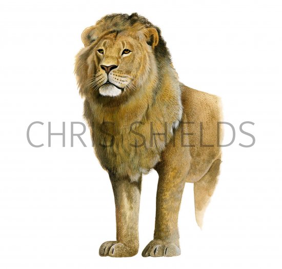 Illustration of Lion, Panthera leo, Lion (Panthera leo) (#3363)
