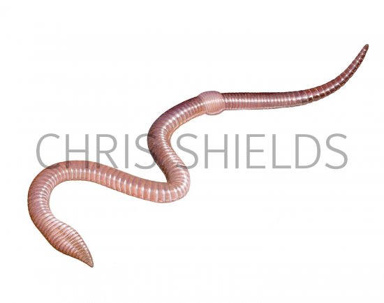 Illustration of Lob worm (Lumbricus terrestris) (#2677)