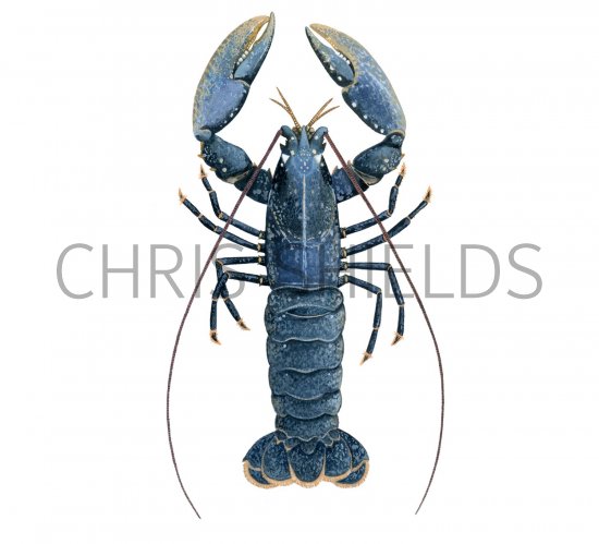 Illustration of Lobster (Homarus gammarus) (#2050)