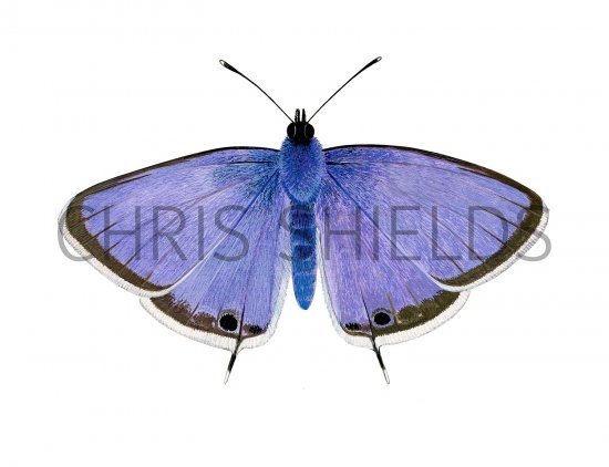 Illustration of Long-tailed Blue (Lampides boeticus) (#3552)