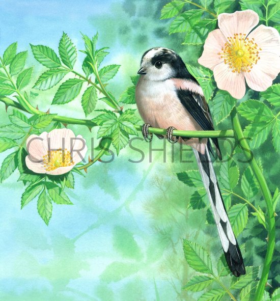 Illustration of Long-tailed Tit (Aegithalos caudatus) (#1409)