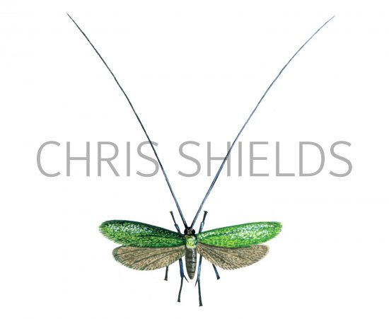 Illustration of Longhorn Moth (Adela reaumurata) (#1666)