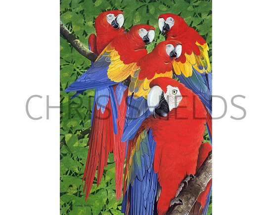Illustration of Macaws (Scarlet) Ara macao (#0864)