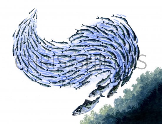 Illustration of Mackerel shoal (Scomber scombrus) (#0137)
