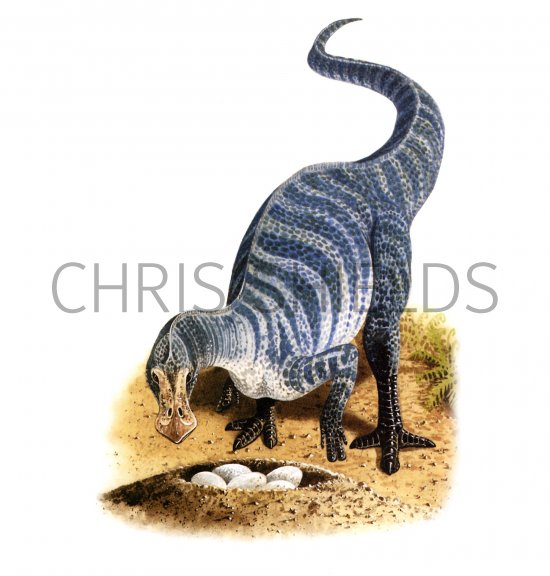 Illustration of Maiasaura (#0088)