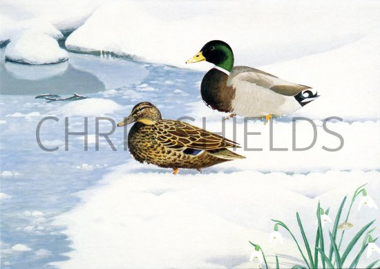 Illustration of Mallards (Anas platyrhyncho) (#2250)