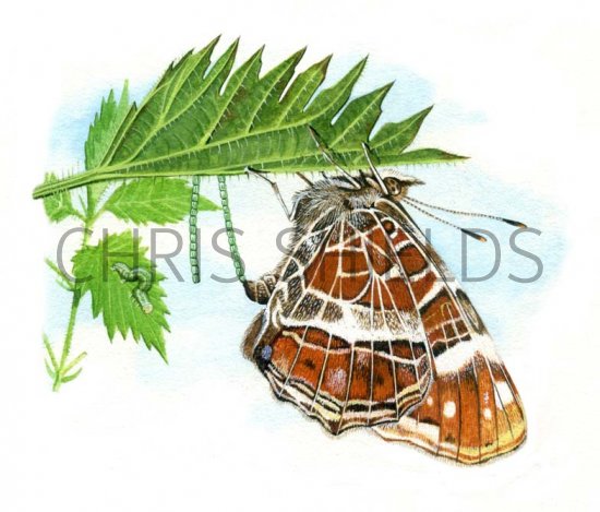 Illustration of Map Butterfly (Araschnia levana) (#0298)