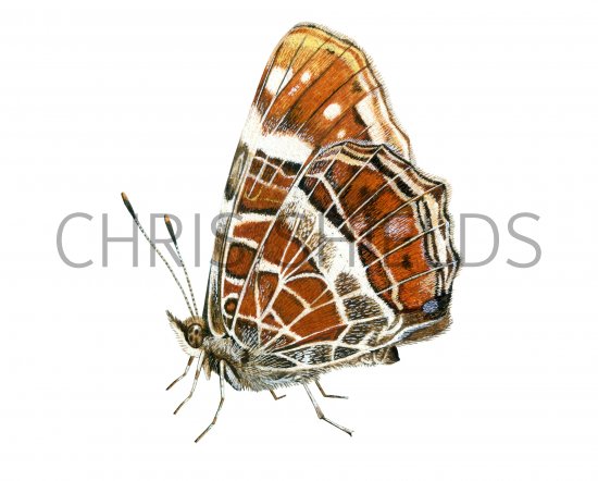 Illustration of Map Butterfly (Araschnia levana) (#4290)