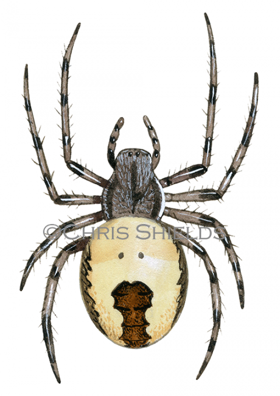 Illustration of Marbled Orb-weaver Spider (Araneus marmoreus var. pyramidatus) (#4235)