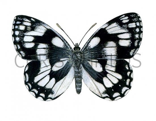 Illustration of Marbled White (Melanargia galathea) (#2323)