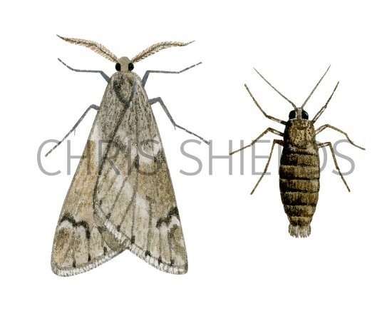 Illustration of March Moth (Alsophila aescularia) (#3411)