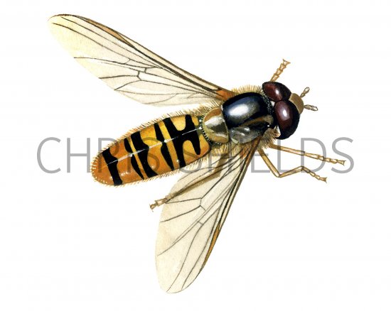 Illustration of Hoverfly (Marmalad) Episyrphus balteatus (#0984)
