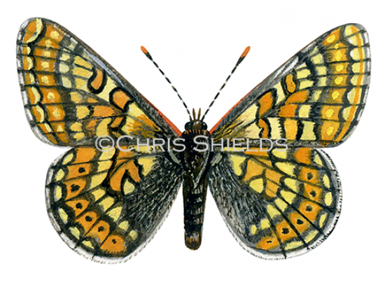 Illustration of Marsh Fritillary (Eurodryas aurinia) (#1467)