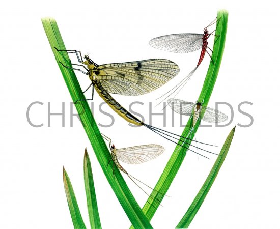Illustration of Mayflies (#1355)