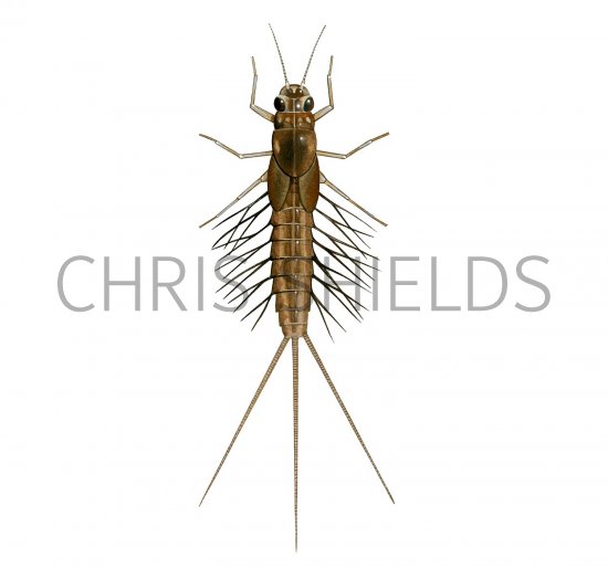 Illustration of Mayfly Nymph Scarce Purple Dun (Paraletophlebia werneri) (#2841)