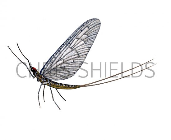 Illustration of Mayfly (Pond Olive) Chloeon (#2122)