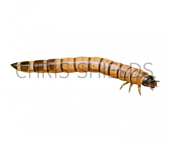 Illustration of Mealworm (Tenebrio molitor) (#3116)