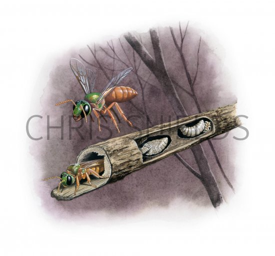 Illustration of Nocturnal Sweat bee (Megalopta genalis) (#3810)