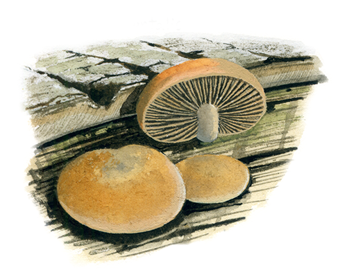 Illustration of Melonotus horizontalis (Mottlegills) (#4429)