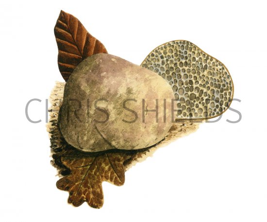 Illustration of Menanogaster ambiguus (#1981)