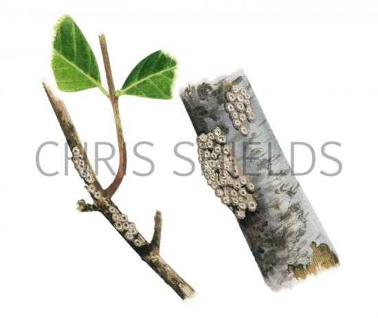 Illustration of Merismodes anomala (#3637)