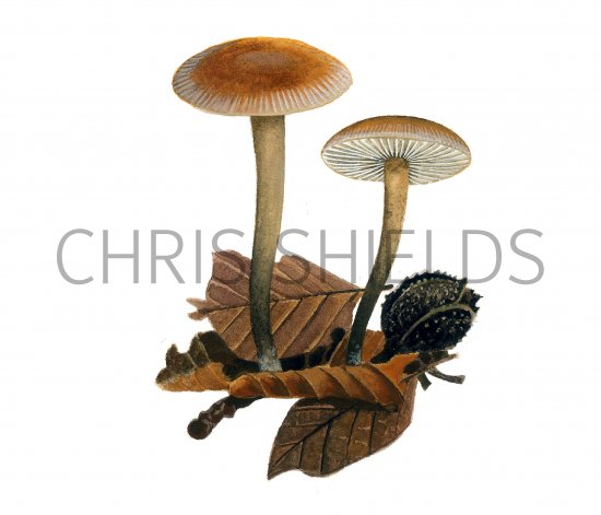 Illustration of Micromphale brassicolens var.brassicolens (Cabbage Parachute) (#3925)