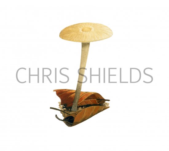 Illustration of Micromphale brassicolens var.pallidus (#3926)
