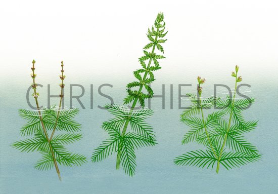 Illustration of Milfoils - Spicked milfoil (Myriophyllum spicatum) Whorled Milfoil (verticillatum) Alternate-flowered Milfoil) (#4358)