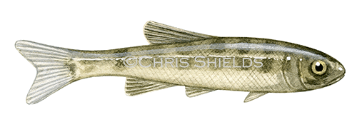 Illustration of Minnow (Phoxinus phoxinus) (#2085)