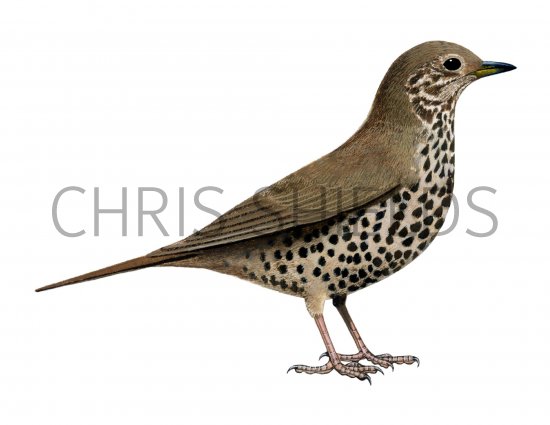 Illustration of Mistle Thrush (Turdus viscivorus) (#1208)