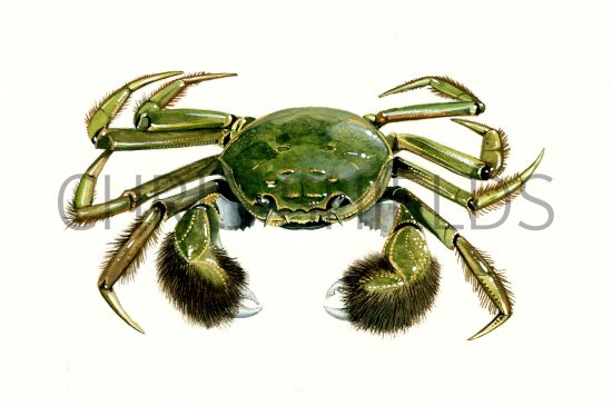 Illustration of Mitten Crab (Eriocheir sinensis) (#0982)
