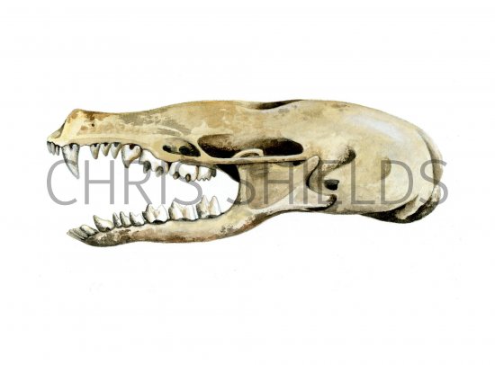 Illustration of Mole Skull (Talpa europaea) (#0867)