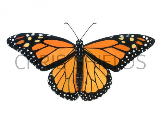 Illustration of Monarch (Danaus plexippus) (#1544)