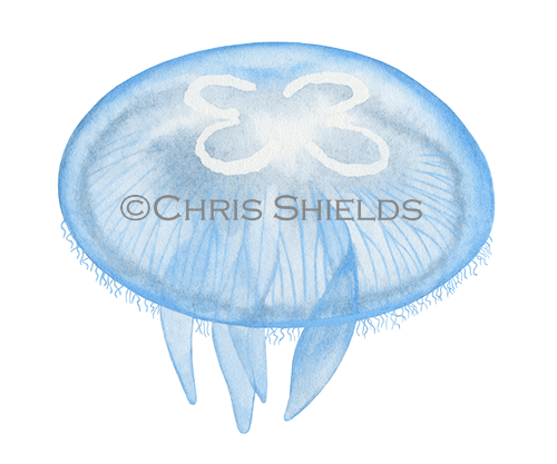 Illustration of Moon Jellyfish (Aurelia aurita) (#4607)