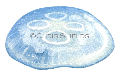 Illustration of Moon Jellyfish (Aurelia aurita) (#0745)
