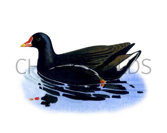 Illustration of Moorhen (Gallimula Chloropus) (#3666)