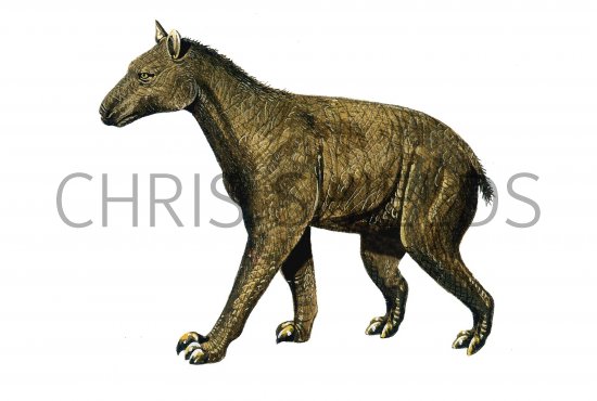Illustration of Moropus (#0591)