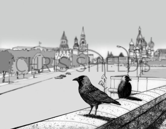 Illustration of Jackdaw (Corvus monedula) (#0457)