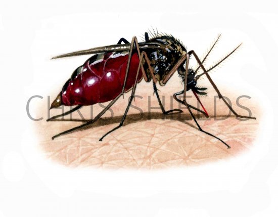 Illustration of Mosquito (Anopheles plumbens) (#2365)
