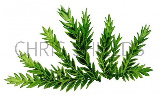 Illustration of Moss (Cinclidotus) (#0849)
